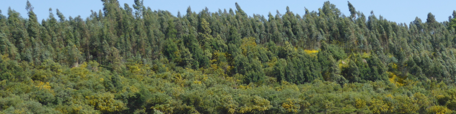 Reforestation et climat