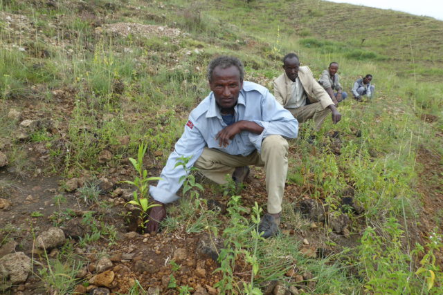 Tree planting - Foundation Green Ethiopia